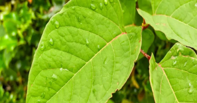 New advice helps homeowners trapped by Japanese Knotweed rules