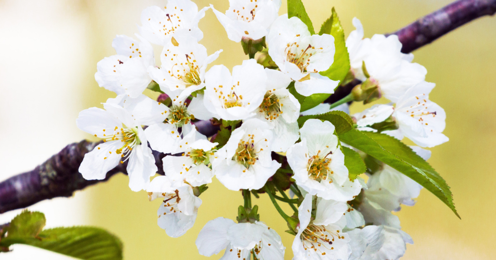 Why is the spring the best season to sell your home? πΌ