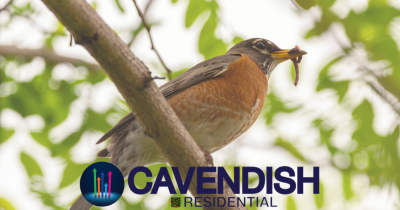 Sales market update: Autumn early birds spot window of opportunity 🐦