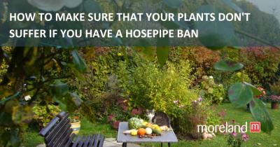 How to make sure that your plants don't suffer if you have a hosepipe ban
