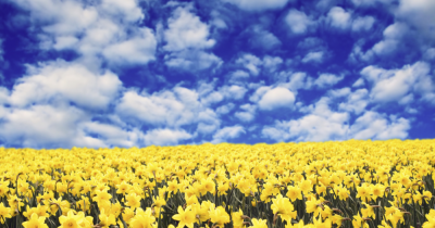 Choosing the Right Estate Agent for a Bereavement Sale