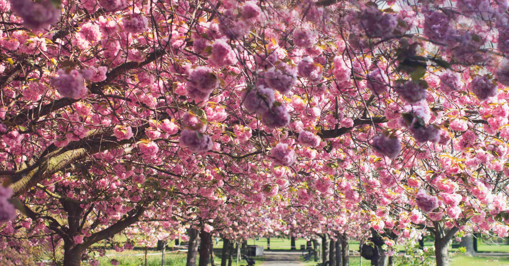 Discover Moreland's Latest Property Magazine: Your Essential Guide to the Local Market