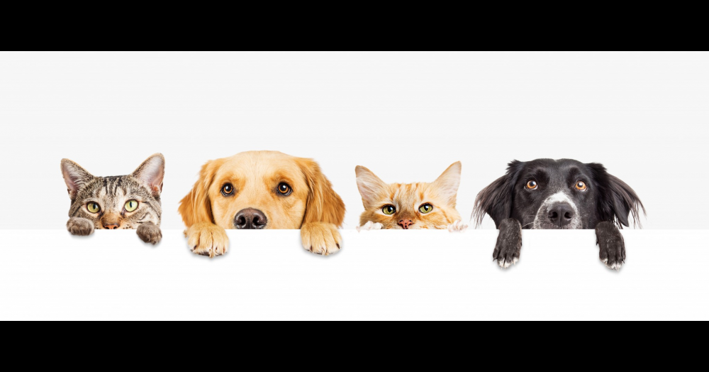 Pets are for life and not just for lockdown