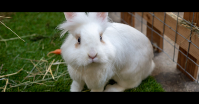 🐣 Easter in Dulwich & Herne Hill: Local Events Families Love