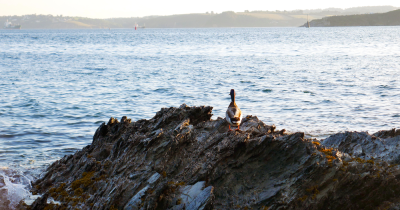 📈 Devon & Cornwall Property Market: Summer 2025 Snapshot 🏡🌊