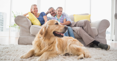 Landlords - could considering pets increase the demand for your home?