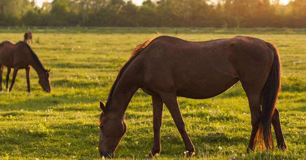 Everything you need to know about buying an equestrian property