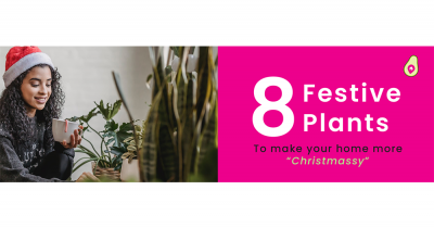 8 plants to make your home more festive!