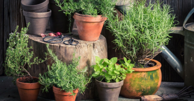 Create a garden you love and a garden that sells your property