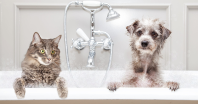 Should I Let Tenants Keep A Pet?