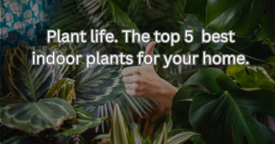 Plant Life: The Top 5 Best Indoor Plants for Your Home