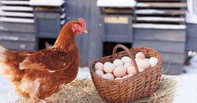 The classic dilemma of which comes first, the chicken or the egg.