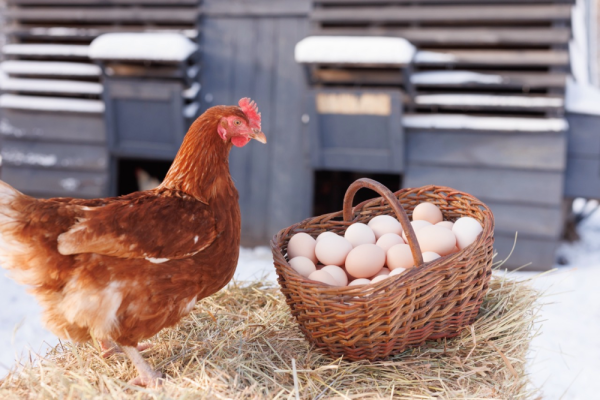 The classic dilemma of which comes first, the chicken or the egg.