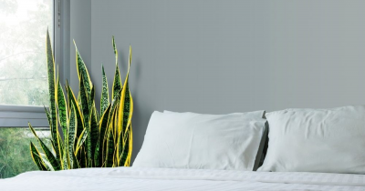 5 houseplants that will purify the air in your home