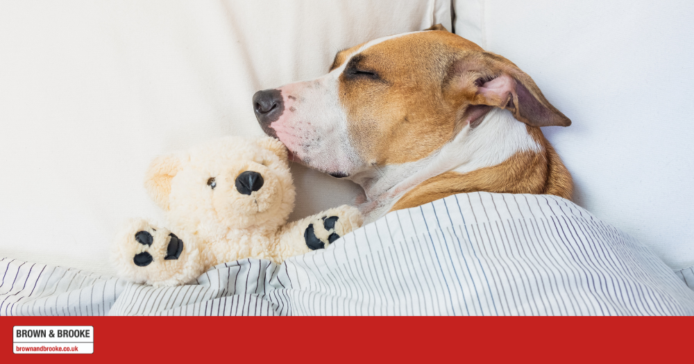 Everything you need to know about moving home with a dog!