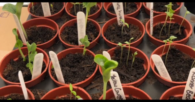 Something Practical, Fun and Fantastic for our Wellbeing this Lockdown