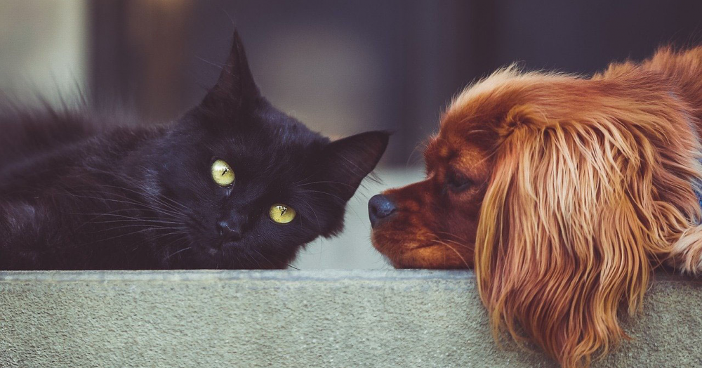 Should Landlords in East Kent Allow Tenants to Keep Pets?