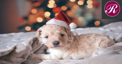 Five Free Activities to Do with the Kids This Christmas