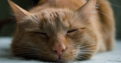 LANDLORDS ! STRESS BUSTING TIPS FOR YOUR RENTAL PROPERTY