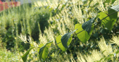 Is Your Home Affected by the proximity of Japanese Knotweed