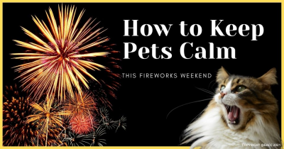 Seven Ways to Keep Your Pets Calm During Fireworks Season