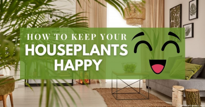 Houseplants: How to Create a Green Sanctuary in Your Home