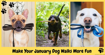 It’s National Walk Your Dog Month