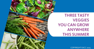 Three Summer Vegetables You Can Grow at Your Home