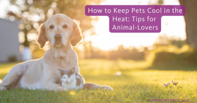 How to Keep Pets Cool in the Heat: Tips for Animal-Lovers