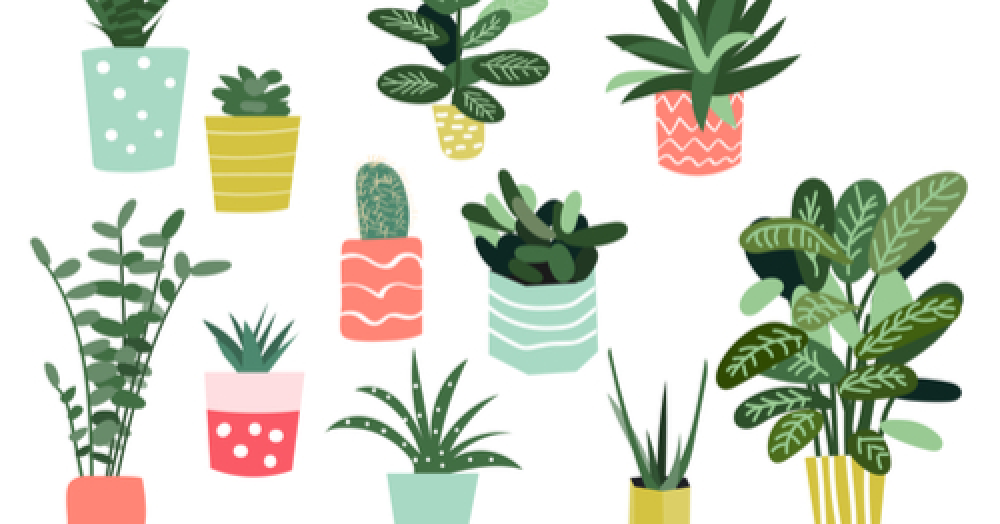 Succulents: The Growing Sensation