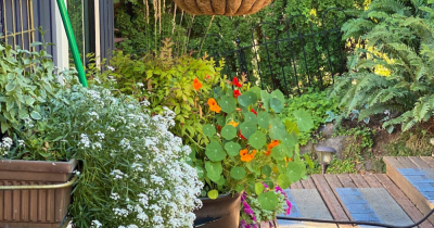 Quick And Easy Gardening Tips To Make Your Garden Ready For Your Property Sale