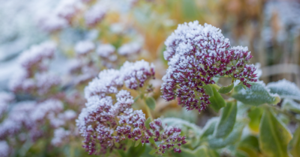 How to Prepare Your Nuneaton Garden This Winter