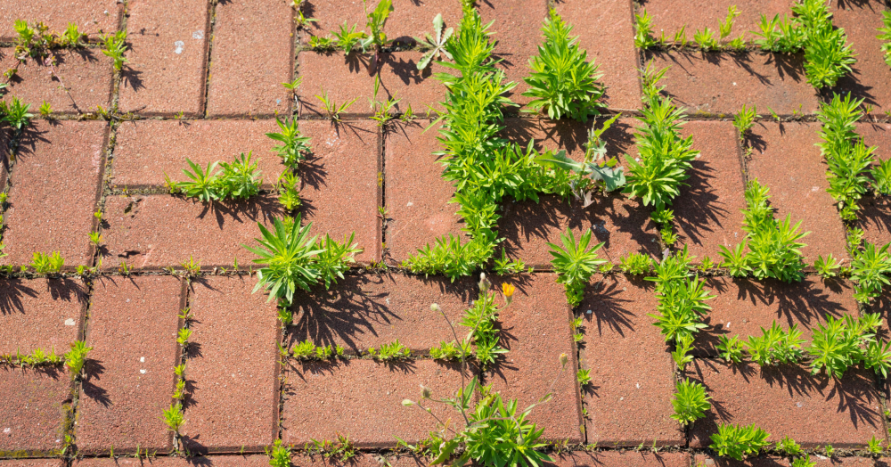 Are You Selling Your Home In Nuneaton? Don’t Overlook The Importance Of Your Garden!