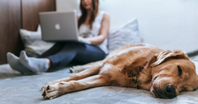 New standard tenancy agreement to help renters with well behaved pets