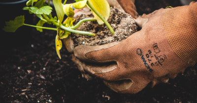 Shepperton Studios plants first of 30k trees and shrubs as part of Queen's initiative