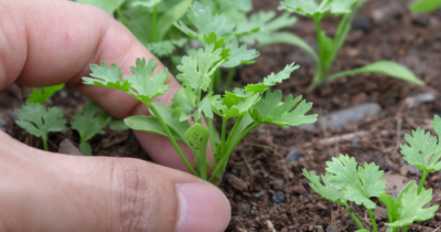 Ideal plants and flowers to plant in January