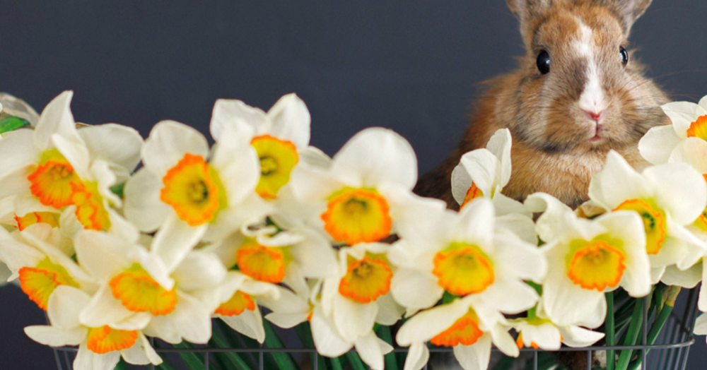 ARE YOU USING THE EASTER BANK HOLIDAY TO GET YOUR PROPERTY READY TO RENT OUT?