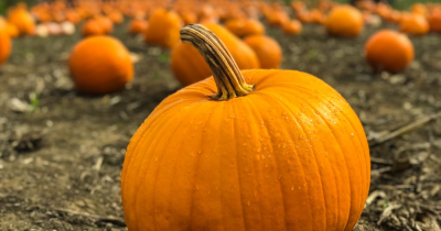 IT'S TIME TO CELEBRATE THE SPOOKIEST SEASON!