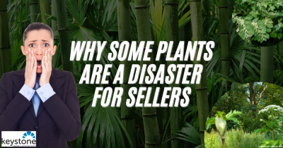 Could Your Flintshire Garden Threaten Your House Sale?