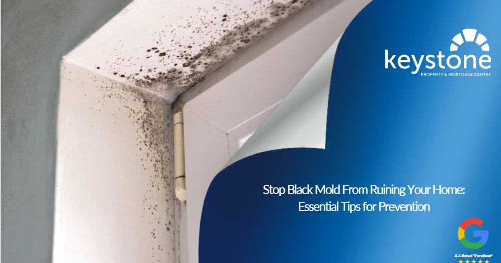 Stop Black Mold From Ruining Your Home: Essential Tips for Prevention 🧼