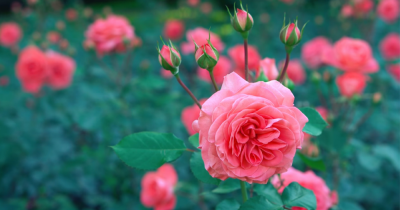 How to fix up your garden with little cost.
