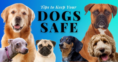 Tips to Keep Your Dogs Safe in Harborne