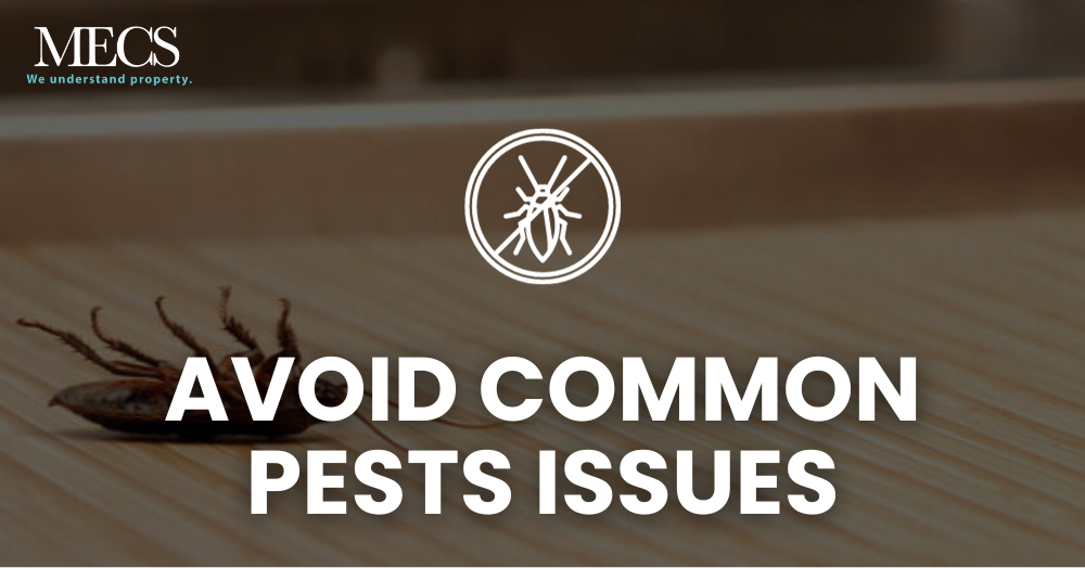 Common Pest Issues Faced in Rented Properties and How to Avoid Them