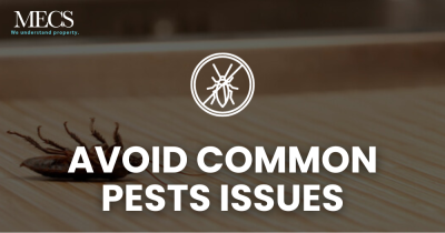 Common Pest Issues Faced in Rented Properties and How to Avoid Them