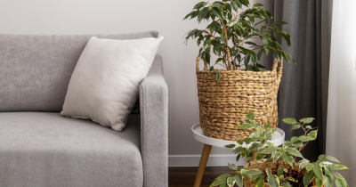 Elevate Your Rental Space: Stylish Furniture, Houseplants, and Personal Touches for a Cozy Home