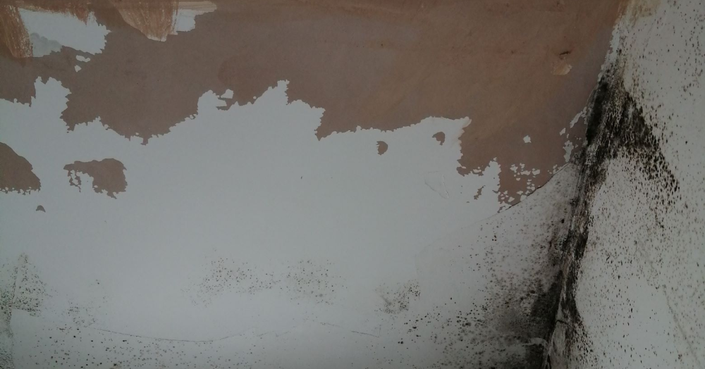 Damp & Mould in a rented property