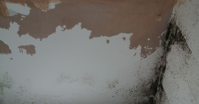 Damp & Mould in a rented property
