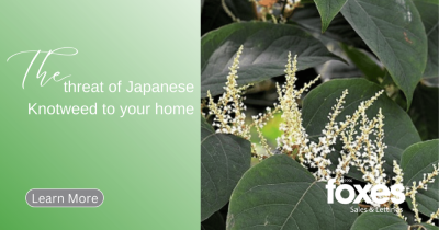 The threat of Japanese Knotweed to your home