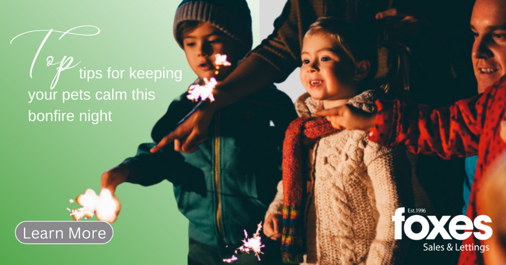 Top tips for keeping your pets calm this bonfire night