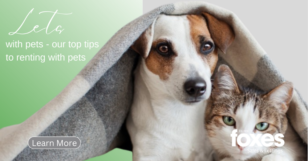 Lets with pets - our top tips to renting with pets